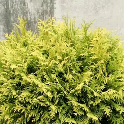 Туя ГОЛДЕН ГЛОБ западная в Жодино