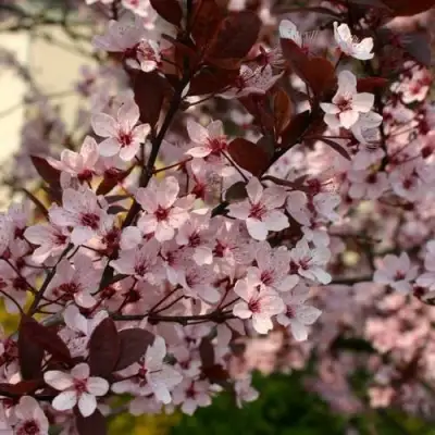 Слива НИГРА растопыреная в Жодино