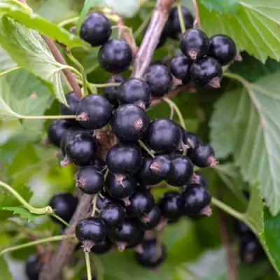 Смородина черная ОРЛОВИЯ в Жодино