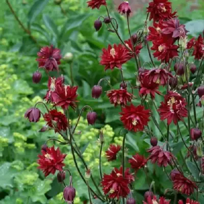 Аквилегия РУБИ ПОРТ обыкновенная в Жодино