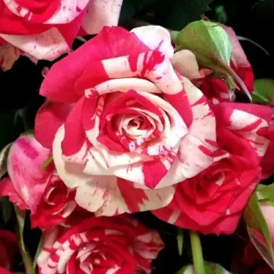 Роза ФАЙЕР ВОРКС миниатюрная в Жодино