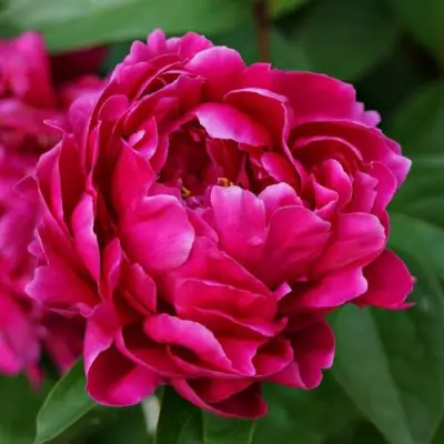 Пион ЛУИ ВАН-ГУТТ травянистый в Жодино