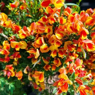 Ракитник АНДРЕАНУС в Жодино