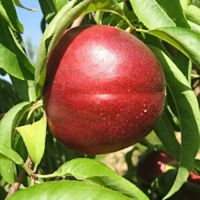 Нектарин ФАНТАЗИЯ в Жодино