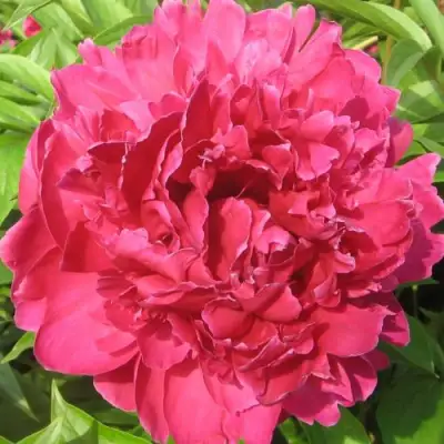 Пион ПУРПУРНЫЙ ФЕНИКС травянистый в Жодино