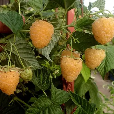 Малина ЗЮГАНА ЗОЛОТАЯ в Жодино