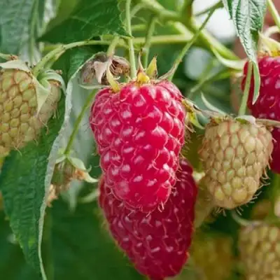 Малина МАРАСТАР в Жодино