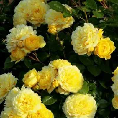 Роза АНИ ДЮПРЕЙ флорибунда в Жодино