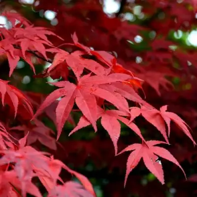 Клен гиннала  в Жодино