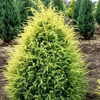 Можжевельник ГОЛД КОН обыкновенный в Жодино