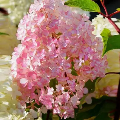 Гортензия ДИАМАНТИНО метельчатая в Жодино