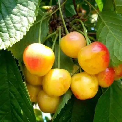 Черешня ЯНТАРНАЯ в Жодино