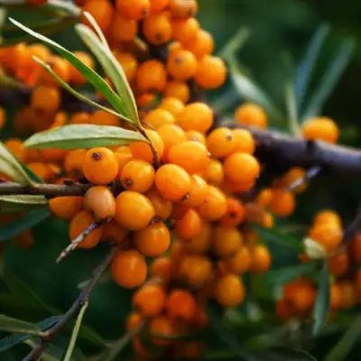 Облепиха МОСКОВСКАЯ ПРОЗРАЧНАЯ в Жодино