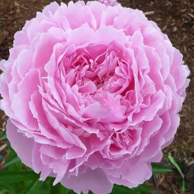 Пион ДЖАКОРМА травянистый в Жодино