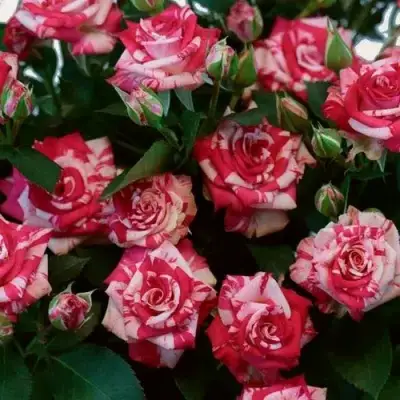 Роза ФАЙЕР ВОРКС миниатюрная в Жодино