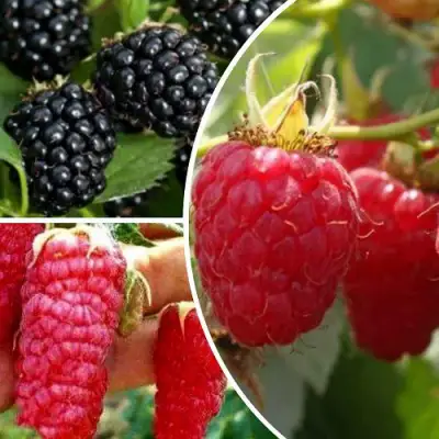 Комплект ЯГОДНЫЙ МИКС в Жодино