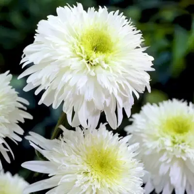 Нивяник ФИОНА ГОГХИЛЛ великолепный в Жодино