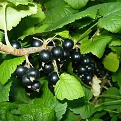 Смородина чёрная ВЕЛОЙ (ЛЕНИНГРАДСКАЯ СЛАДКАЯ) в Жодино