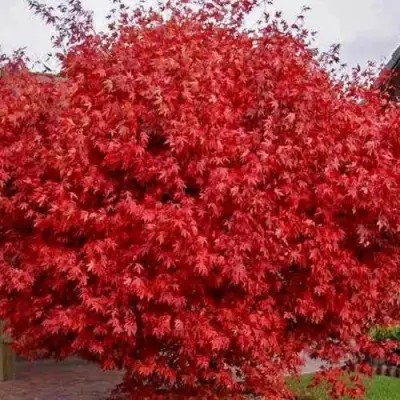 Клен гиннала  в Жодино