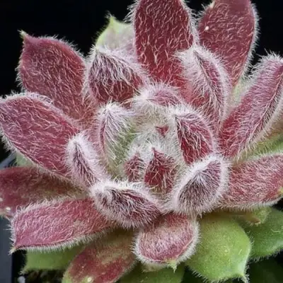 Молодило ТАРАНТУЛА в Жодино