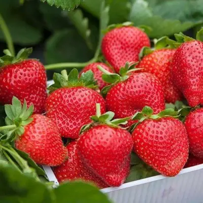 Клубника ЭЛИАНЕ в Жодино