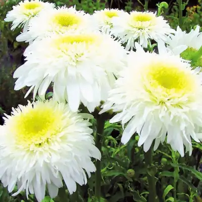 Нивяник ФИОНА ГОГХИЛЛ великолепный в Жодино