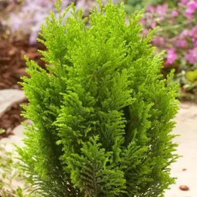 Кипарисовик ЭЛВУДИ ГОЛД лавсона в Жодино