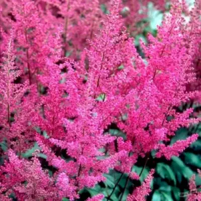 Астильба ЭЛИЗАБЕТ ВАН ВИН японская в Жодино