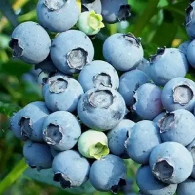 Голубика ПУРУ в Жодино