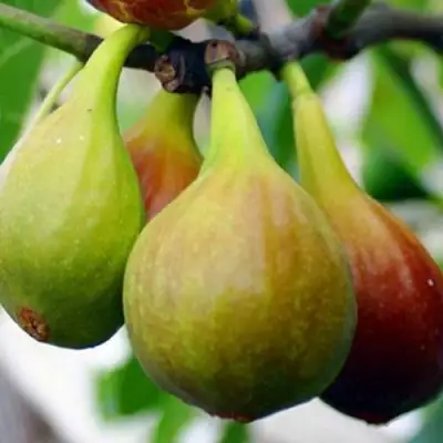 Инжир ДАЛМАТСКИЙ в Жодино