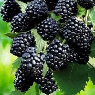 Ежевика АПАЧИ бесшипная  в Жодино