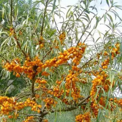 Облепиха ДАР МГУ в Жодино