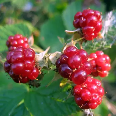 Княженика АСТРА в Жодино