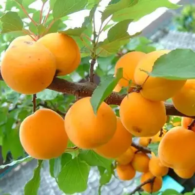 Абрикос ОРИГИНАЛ в Жодино