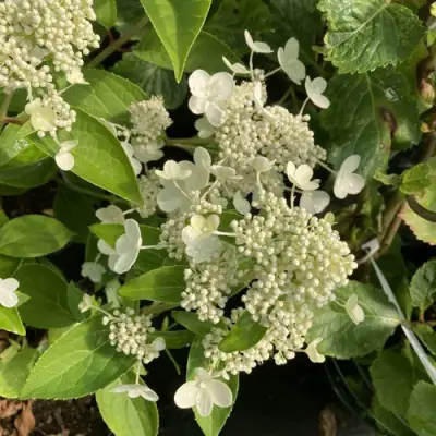 Гортензия ПРИМ ВАЙТ метельчатая в Жодино