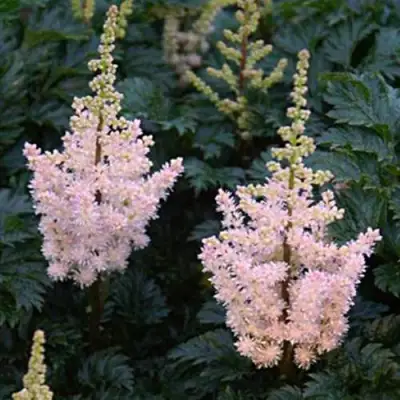 Астильба ЛИЛИПУТ курчавая в Жодино