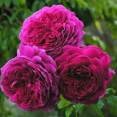 Роза КЕЙТ английская в Жодино