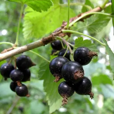 Смородина чёрная ШАРОВИДНАЯ в Жодино