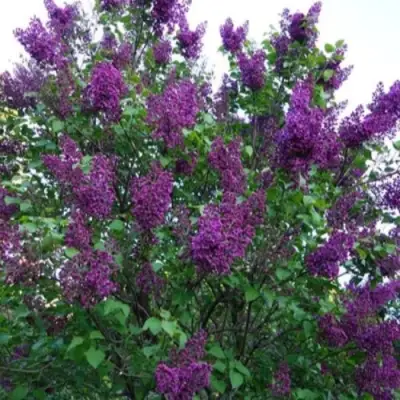 Сирень СУМЕРКИ в Жодино