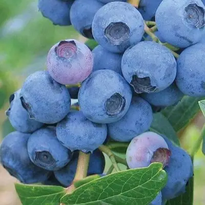 Голубика ЭРЛИБЛЮ в Жодино