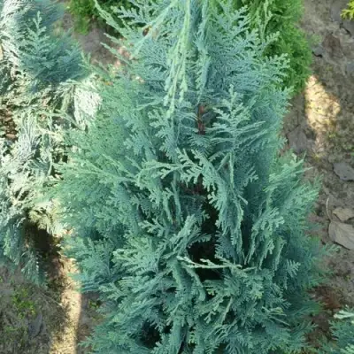 Кипарисовик КОЛУМНАРИС лавсона в Жодино