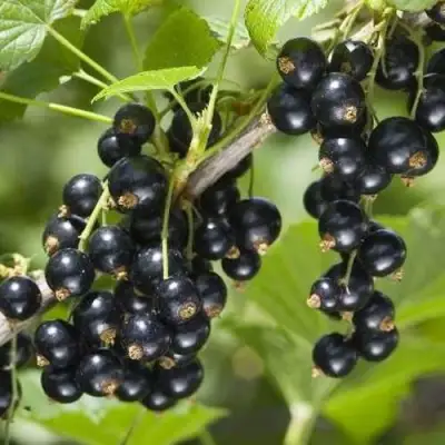 Смородина чёрная ВОЛШЕБНИЦА в Жодино