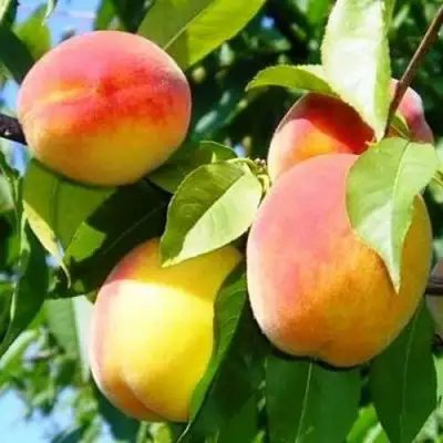 Персик ПАМЯТЬ ЛОЙКО в Жодино