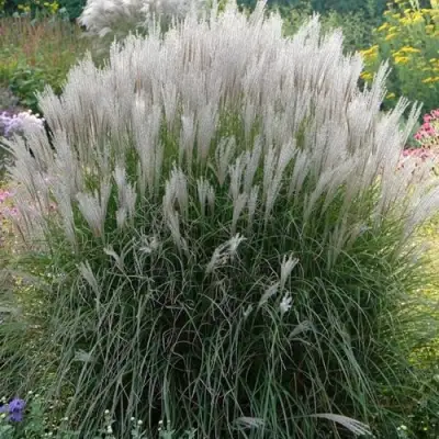 Мискантус КЛЯЙН СИЛЬБЕРСПАЙН китайский  в Жодино