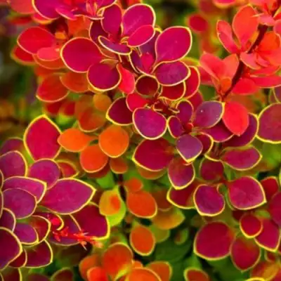 Барбарис ОРАНЖ САНРАЙЗ тунберга в Жодино