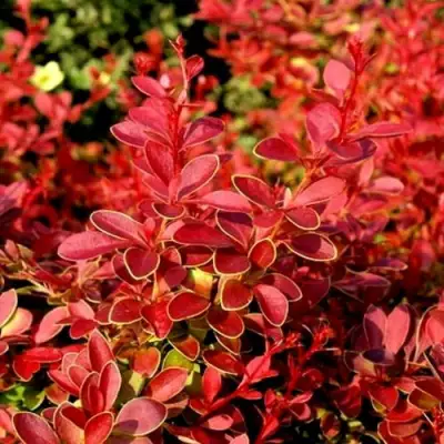 Барбарис КОРАЛ тунберга в Жодино