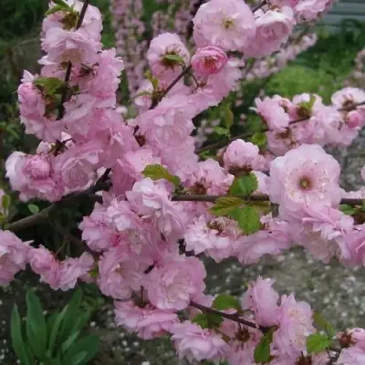 Миндаль ТРЁХЛОПАСТНЫЙ (луизеания) в Жодино