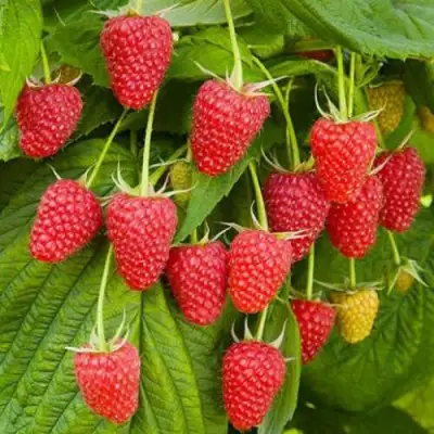 Малина БРУСВЯНА в Жодино