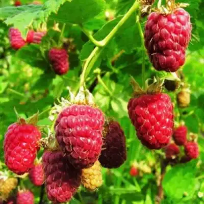 Малина ДЖОАН ДЖИ (ДЖОАН ДЖЕЙ) в Жодино