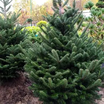 Пихта ФРАЗЕРА в Жодино